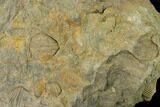 Pennsylvanian Fossil Brachiopod Plate - Kentucky #138907-3